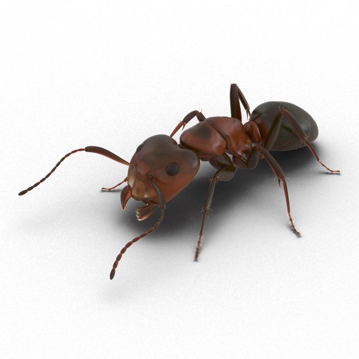 Red Ant Pose 3 3D model