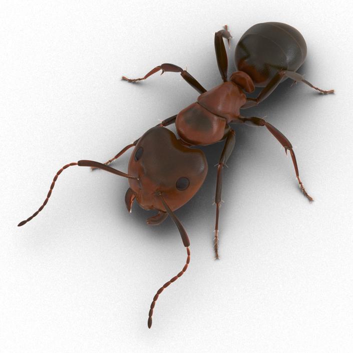 Red Ant Pose 3 3D model