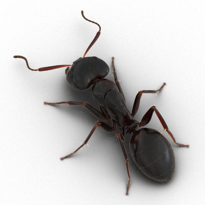 3D model Black Ant with Fur Pose 3