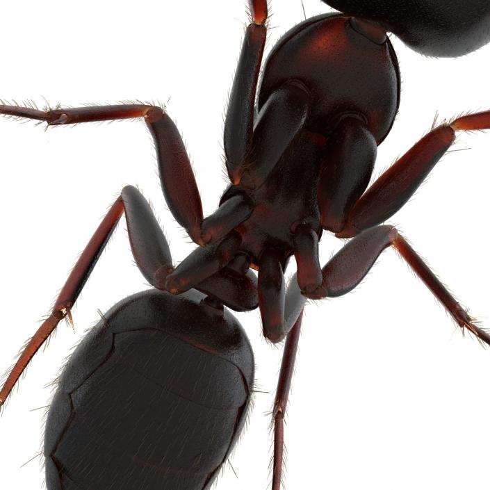 3D model Black Ant with Fur Pose 3