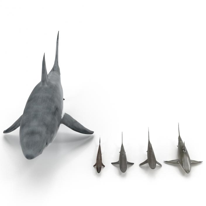 Sharks Collection 2 3D model
