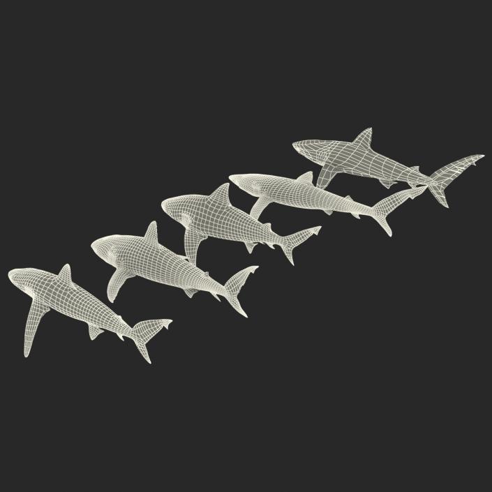 Sharks Collection 2 3D model