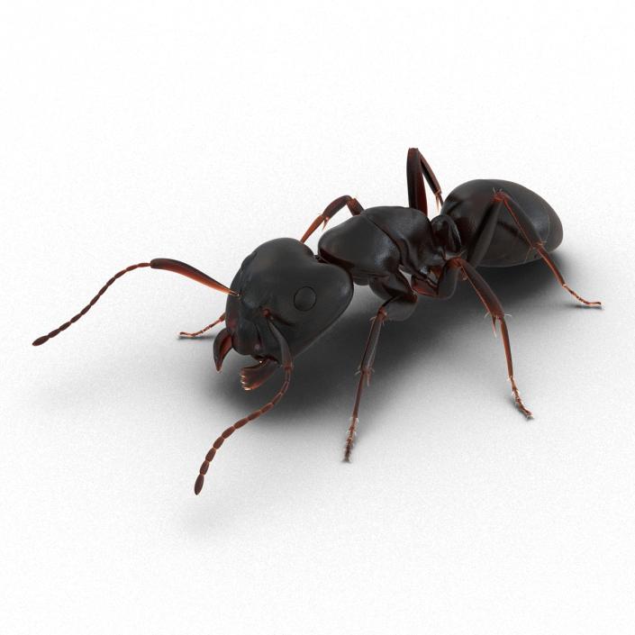3D Black Ant Pose 3