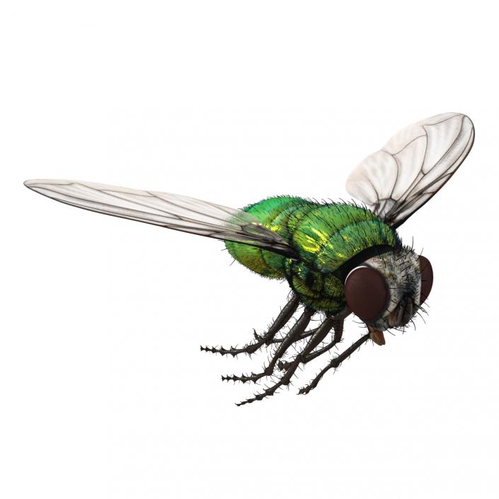 Green Bottle Fly Pose 3 with Fur 3D