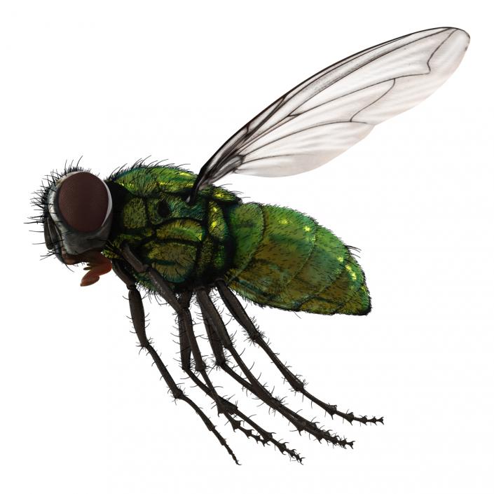 Green Bottle Fly Pose 3 with Fur 3D