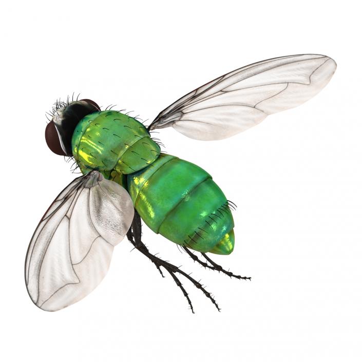 3D Green Bottle Fly Pose 3 model