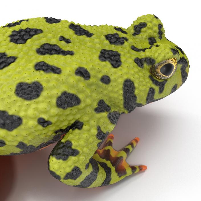 Fire Bellied Toad Frog Pose 2 3D model