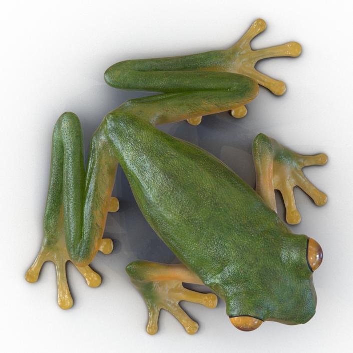 Tree Frog 3D model