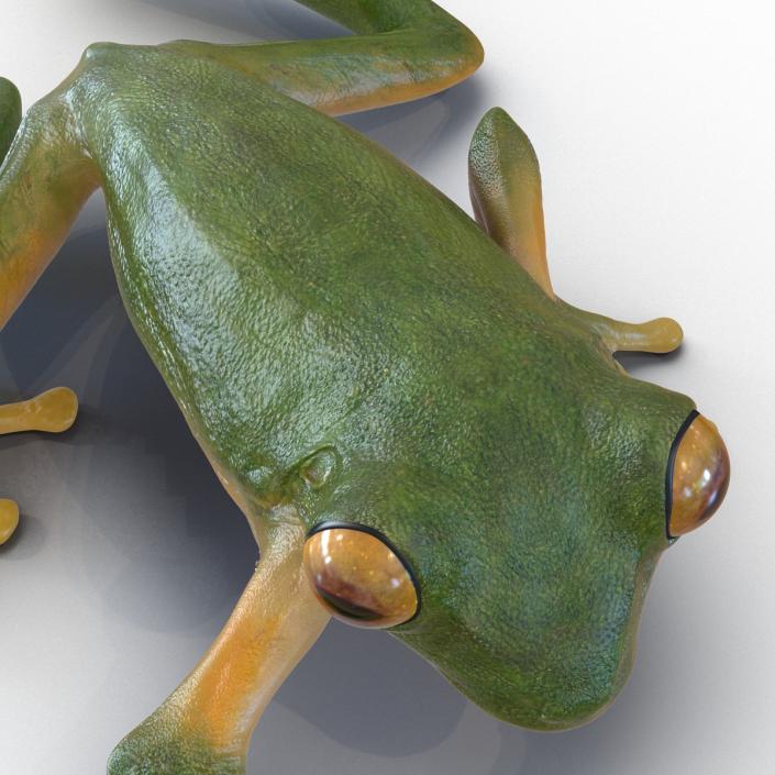 3D Tree Frog Pose 2