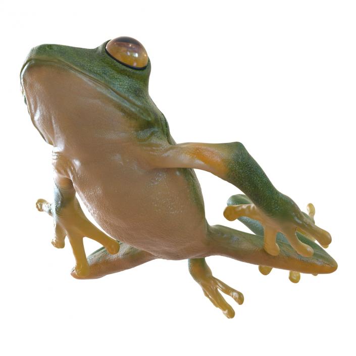 3D Tree Frog Pose 4
