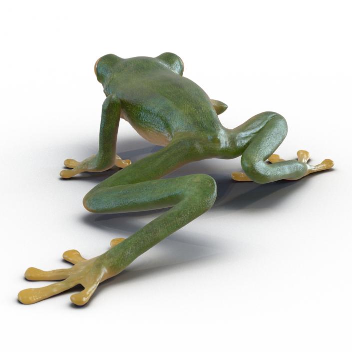 3D Tree Frog Rigged