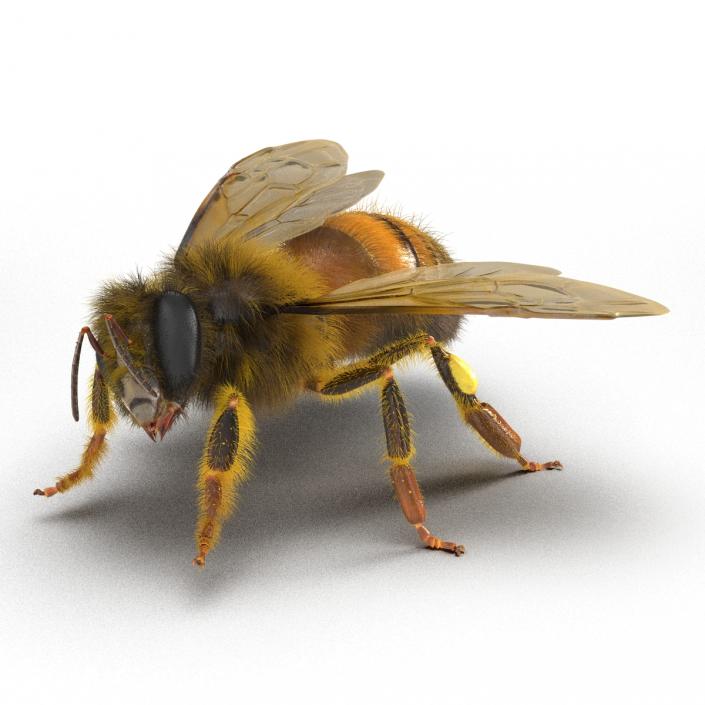 3D model Bee Rigged