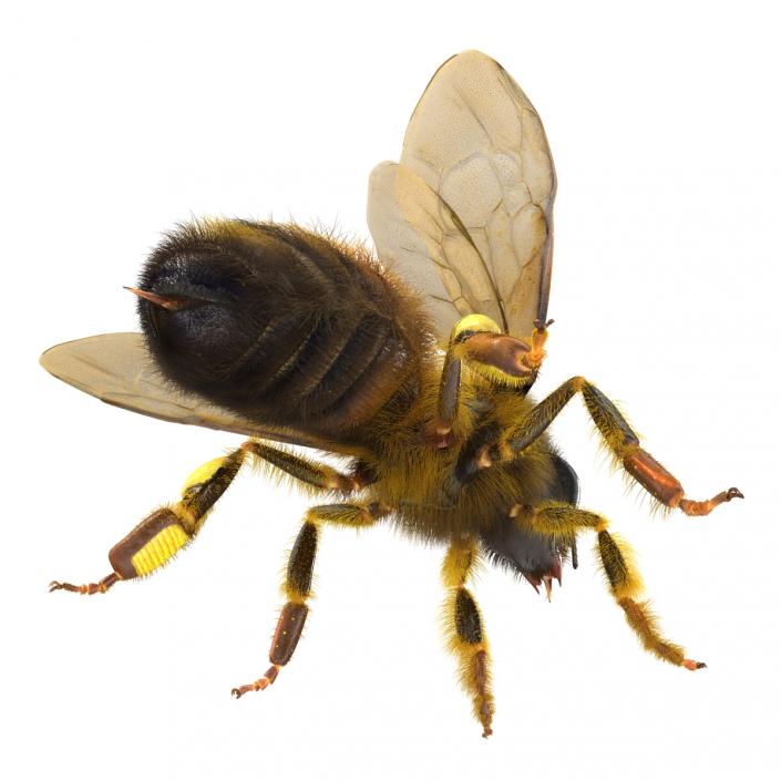 3D model Bee Rigged