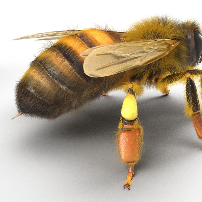 Bee 3D model