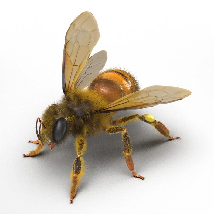 3D model Bee Pose 2