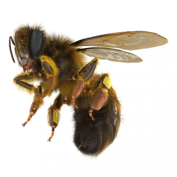 3D model Bee Pose 3