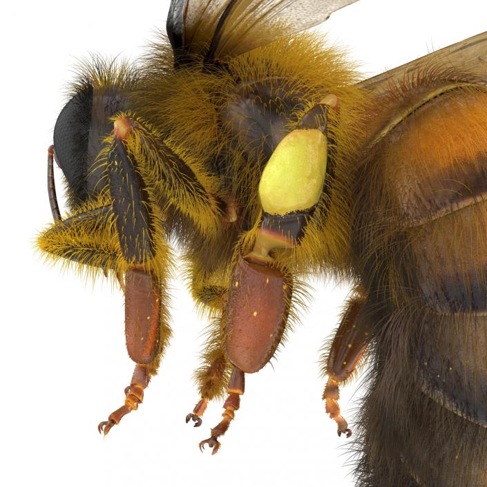 3D model Bee Pose 3