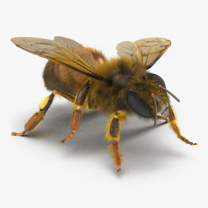 3D model Bee Pose 4