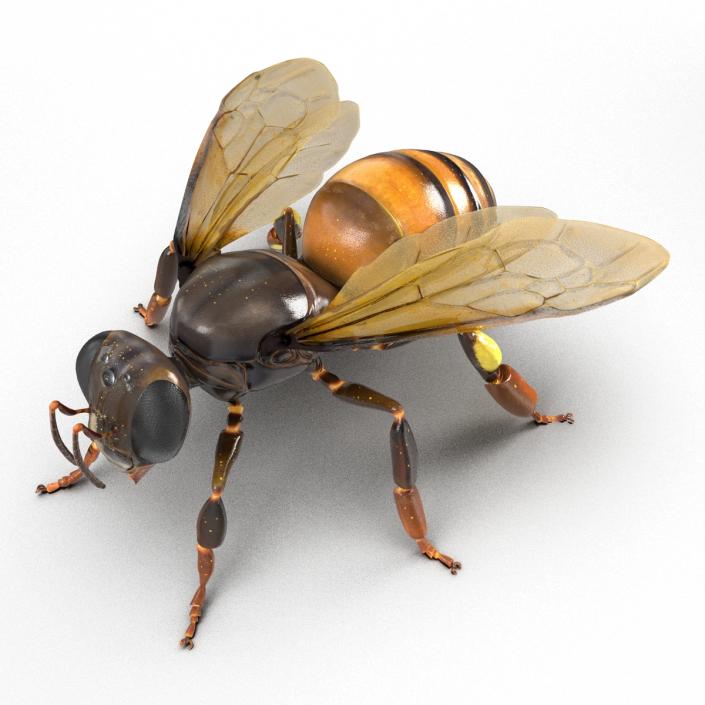 3D Honey Bee Rigged