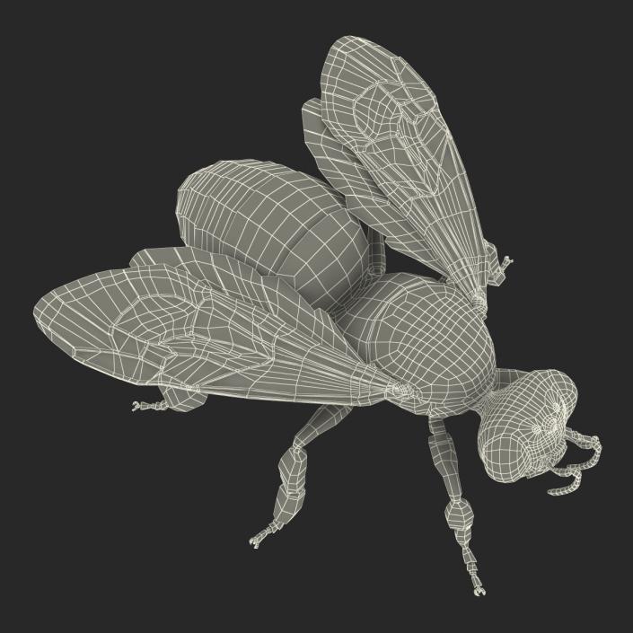 3D Honey Bee Rigged