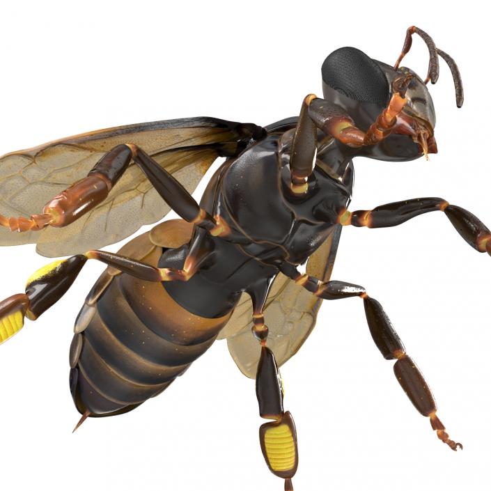 Honey Bee 3D model