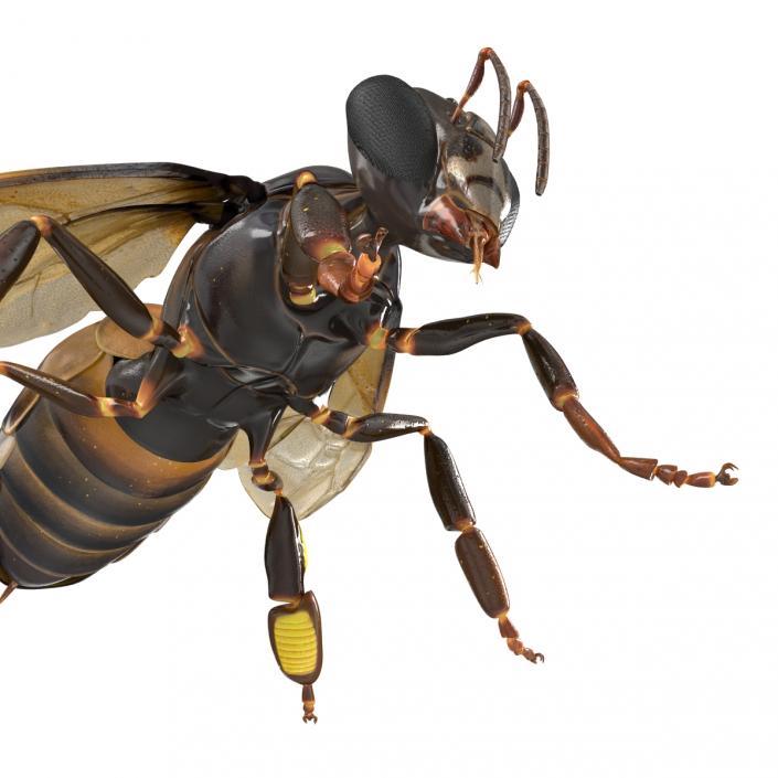 Honey Bee 3D model