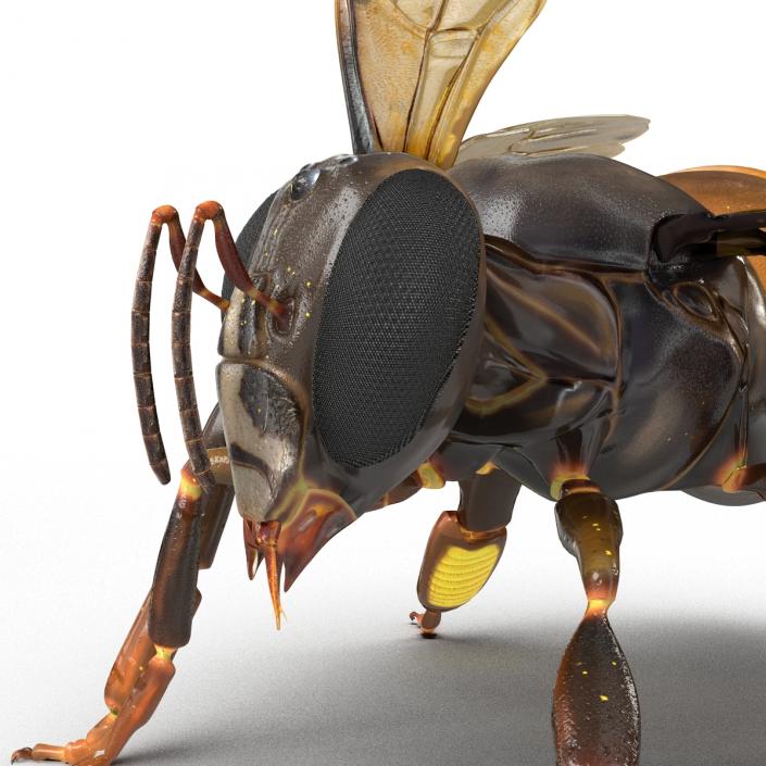 3D Honey Bee Pose 2
