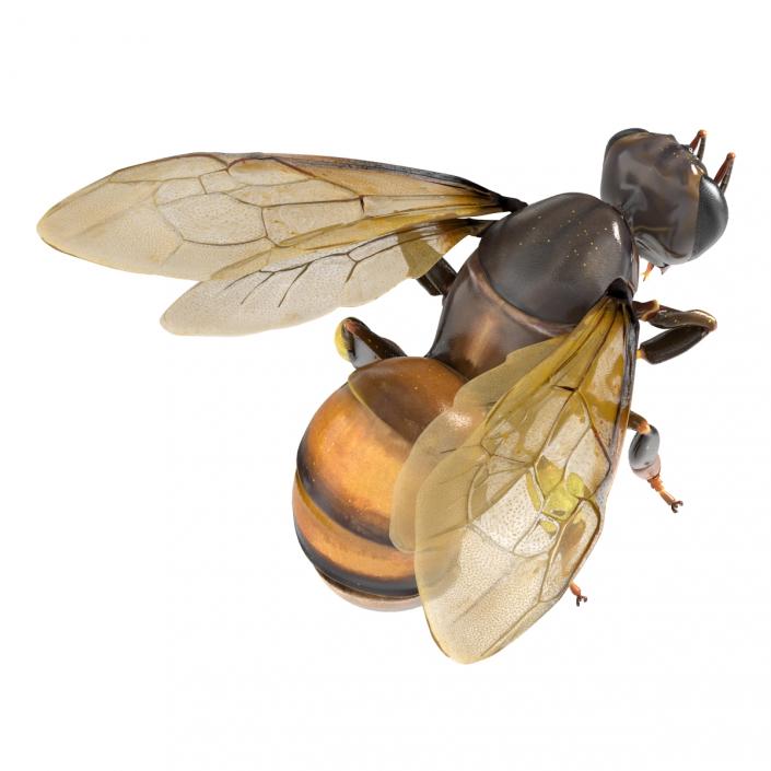 3D Honey Bee Pose 3