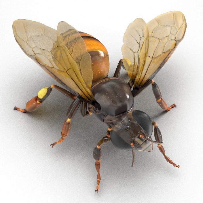 3D Honey Bee Pose 4