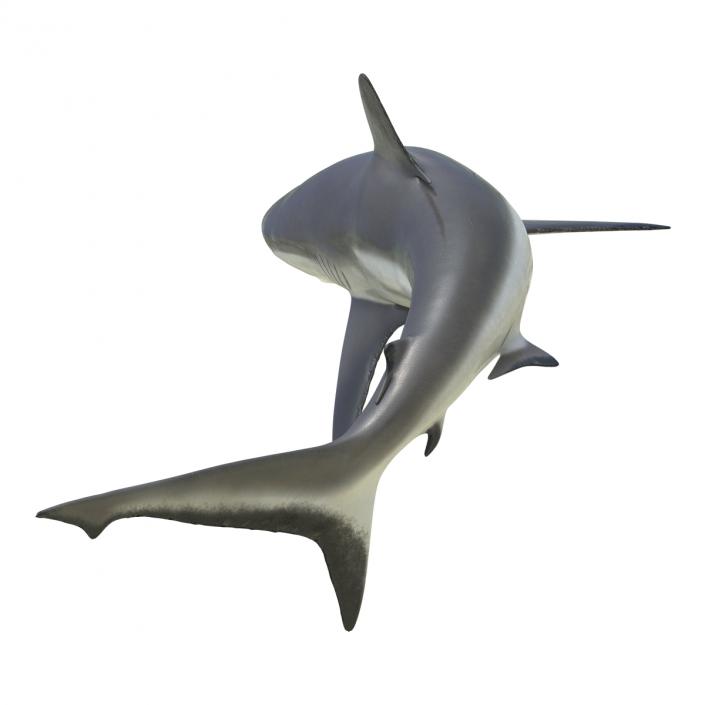 Grey Reef Shark Rigged 3D