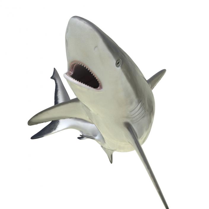 Grey Reef Shark Rigged 3D