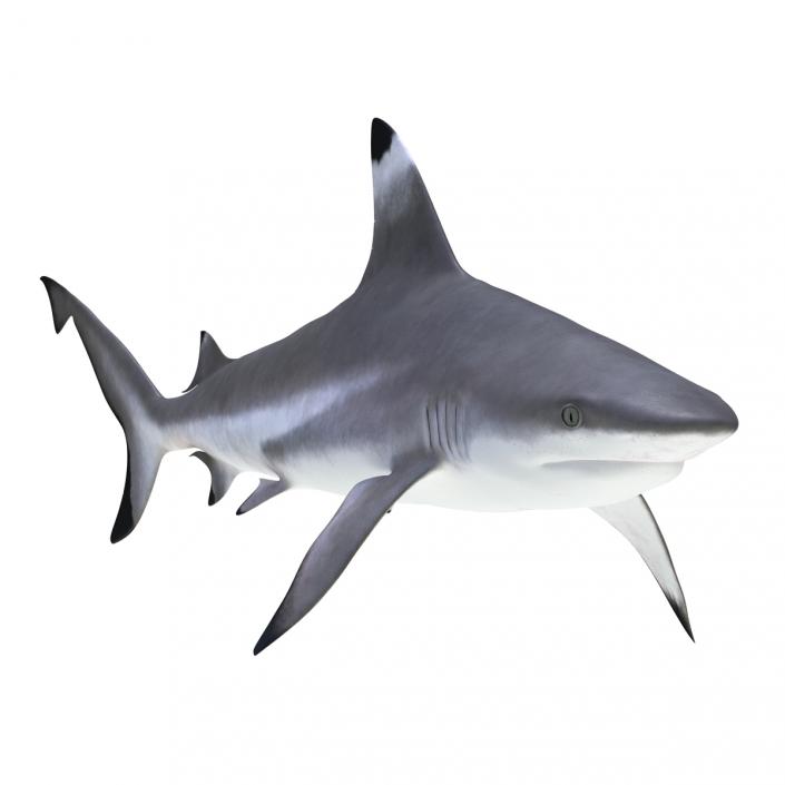 Blacktip Reef Shark 3D model