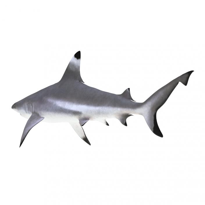 Blacktip Reef Shark 3D model