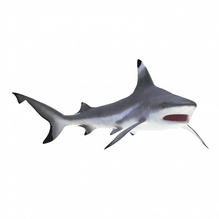 3D Blacktip Reef Shark Rigged