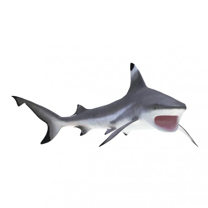 3D Blacktip Reef Shark Rigged