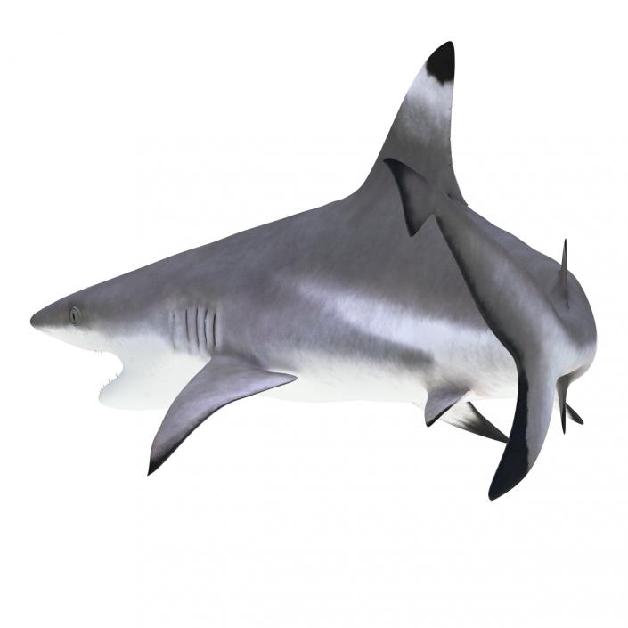 3D Blacktip Reef Shark Pose 2