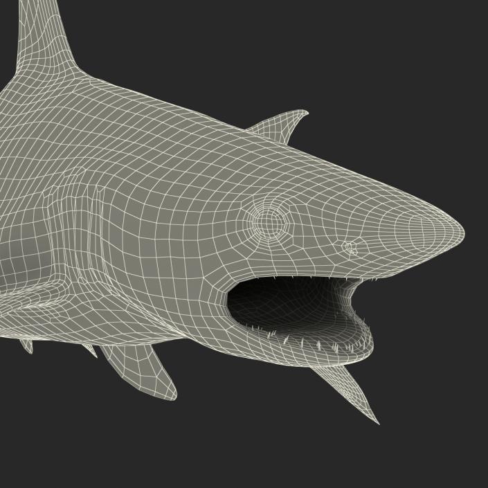 3D Blacktip Reef Shark Pose 2