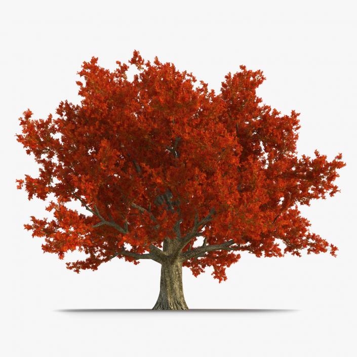 3D Red Oak Old Tree Autumn model