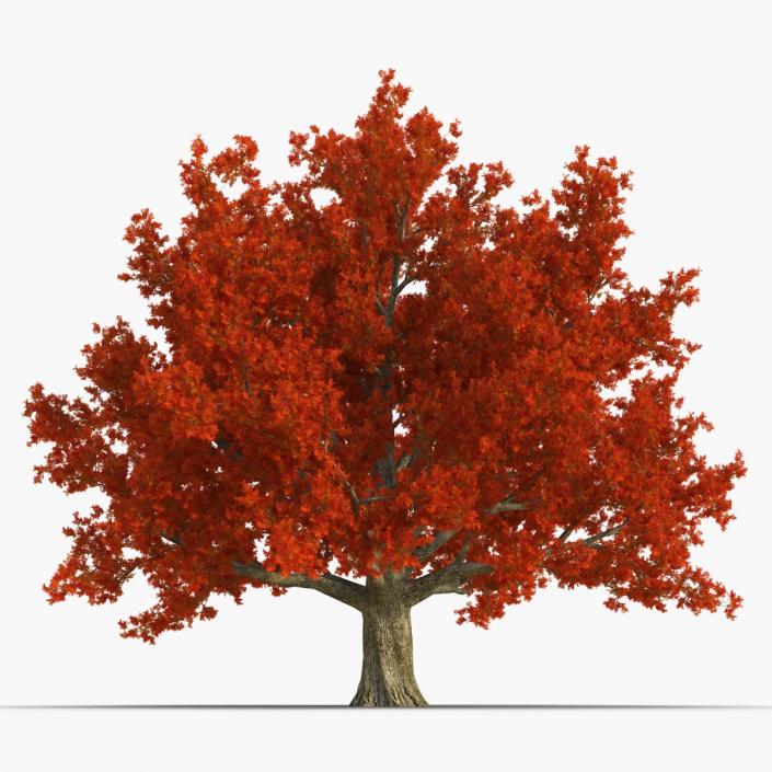3D Red Oak Old Tree Autumn model
