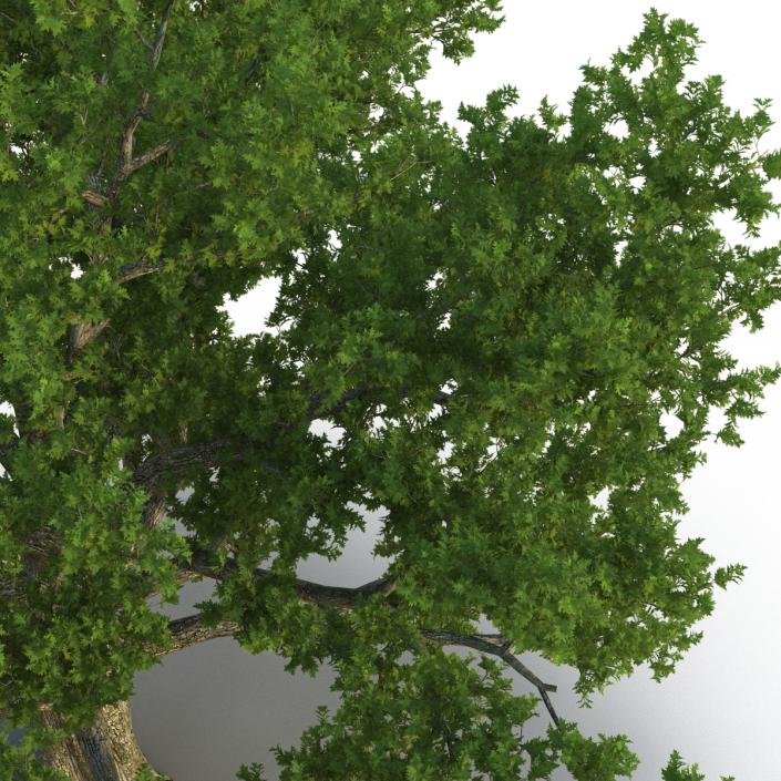 3D Red Oak Old Tree Summer model
