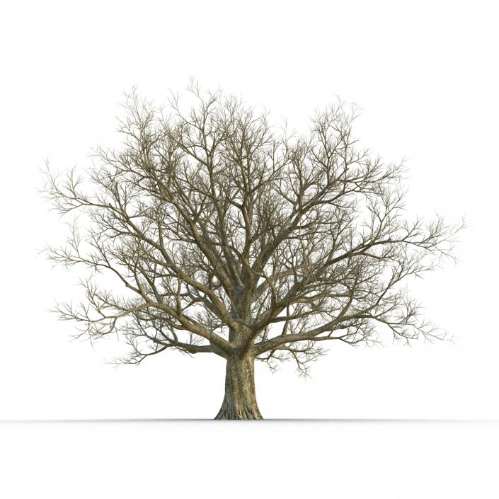 3D Red Oak Old Tree Winter model