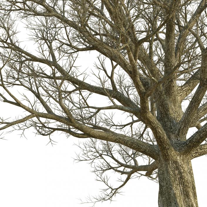 3D Red Oak Old Tree Winter model