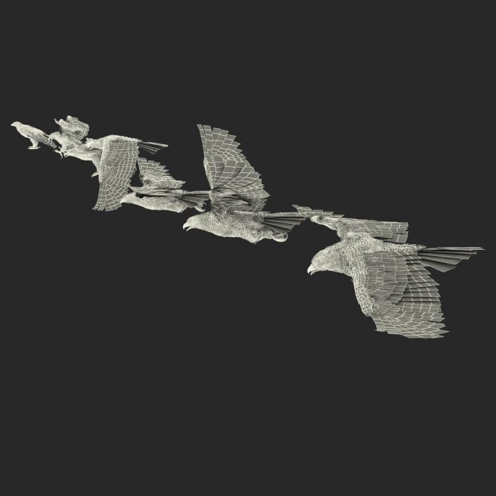 3D Gurney Eagle Collection model