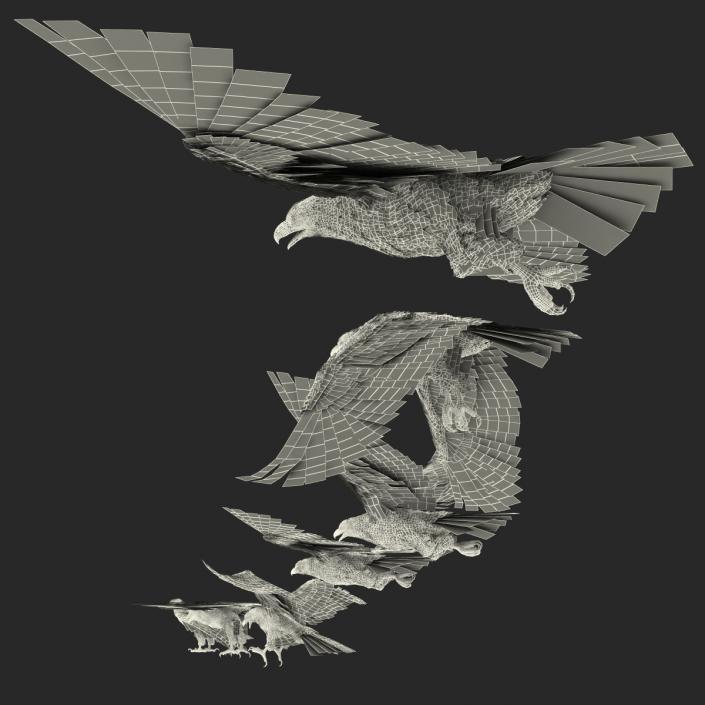 Eagles 3D Models Collection 3D