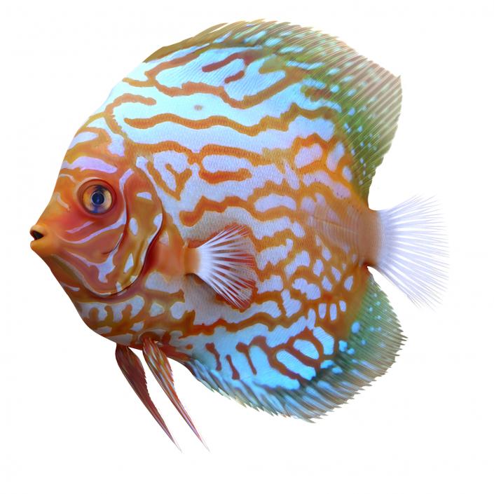 3D Symphysodon Fish