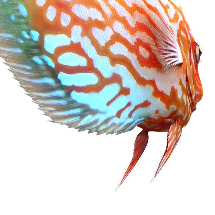 3D Symphysodon Fish