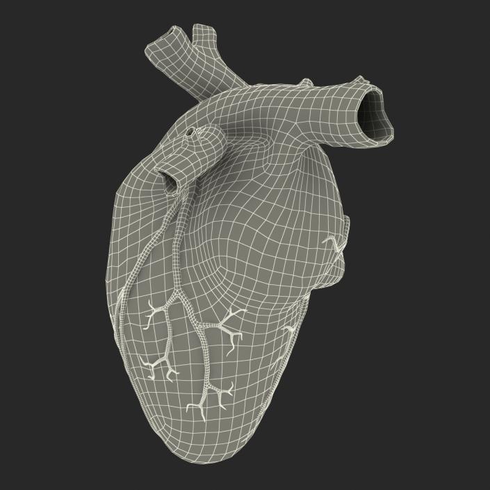Anatomy Heart Medical Plastic 3D model
