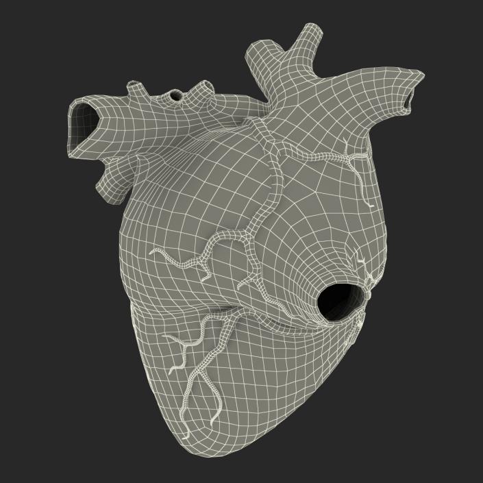 Anatomy Heart Medical Plastic 3D model