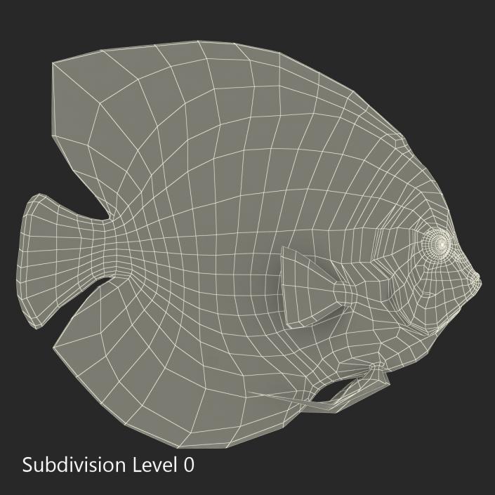 3D Symphysodon Fish Pose 2 model