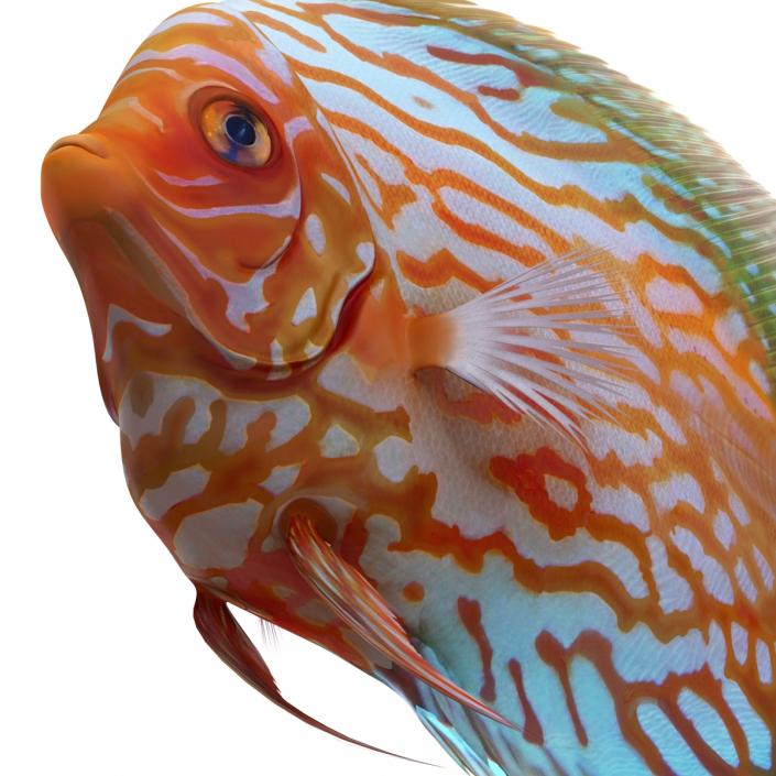 3D Symphysodon Fish Rigged model